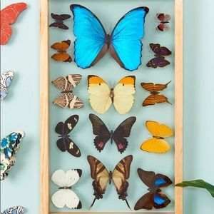 ISO framed butterflies